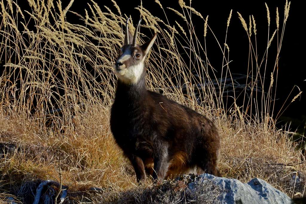 Chamois