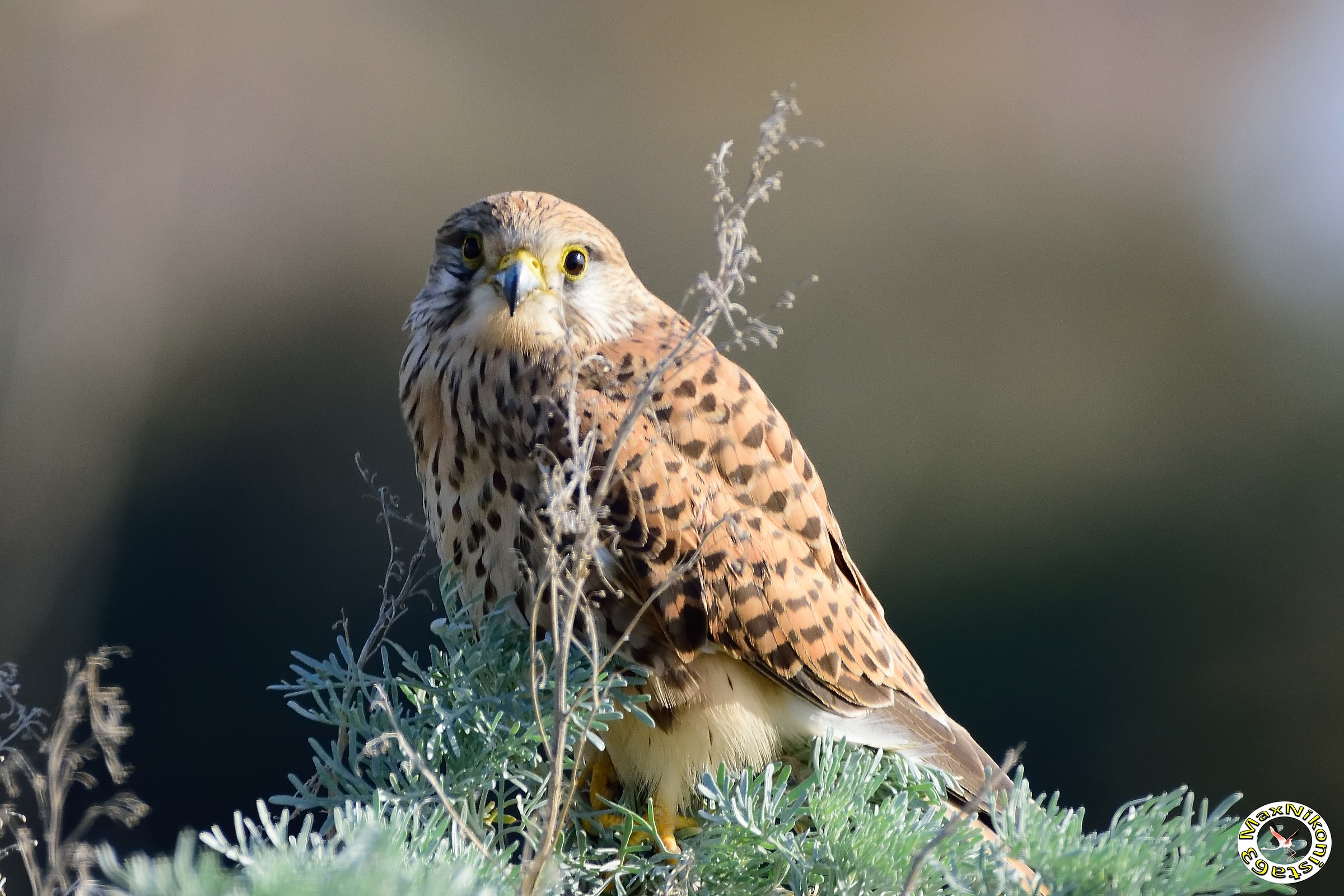 Kestrel