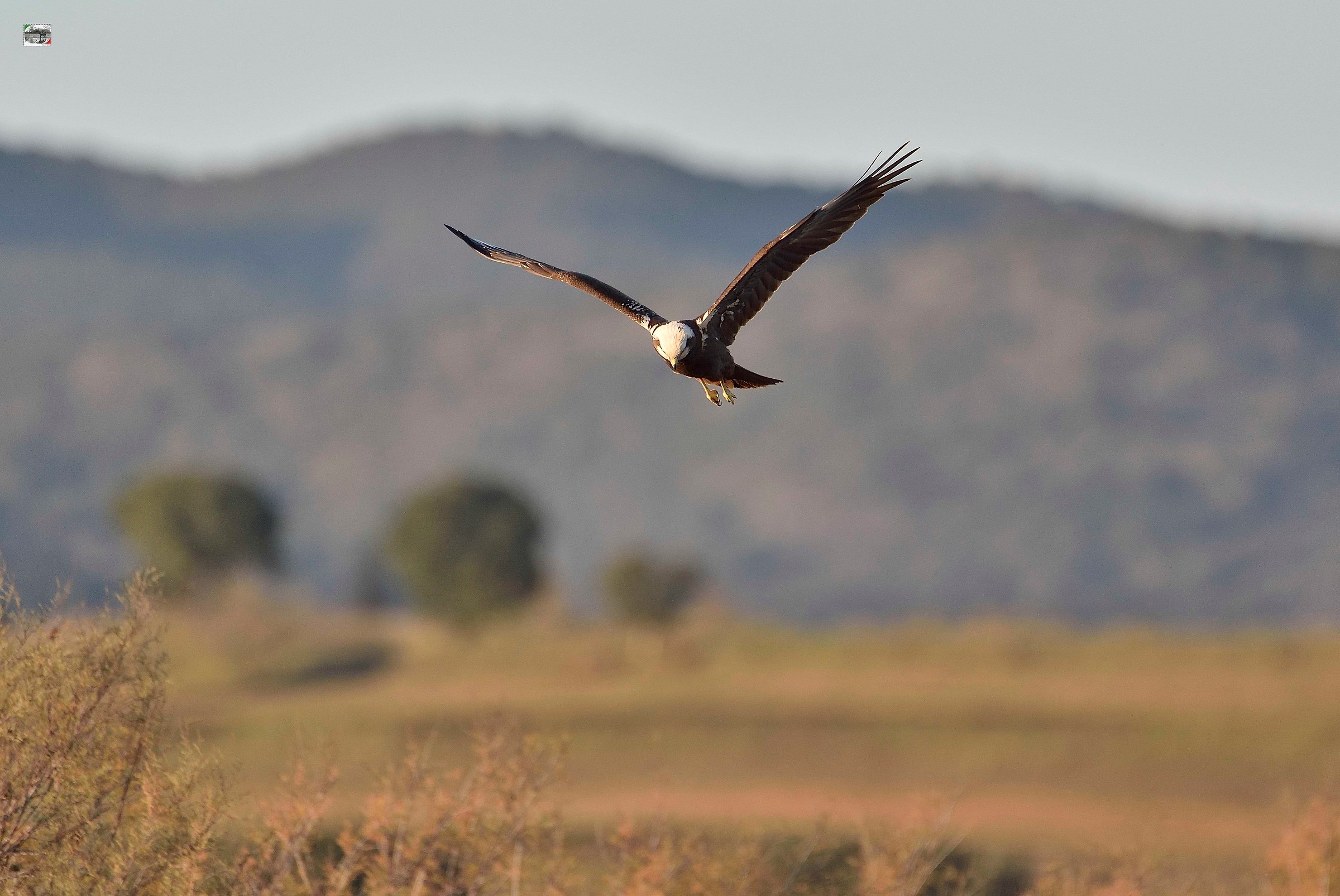 femmina di falco di palude