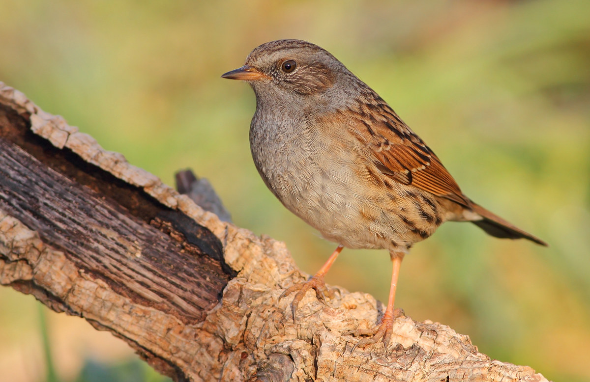 Dunnock