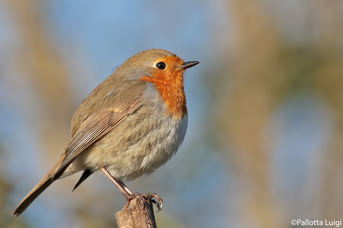 Robin (Erithacus rubecula)