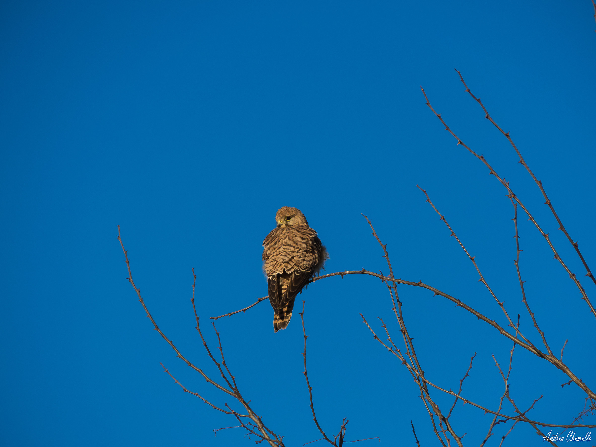 Kestrel (Falco tinnunculus)
