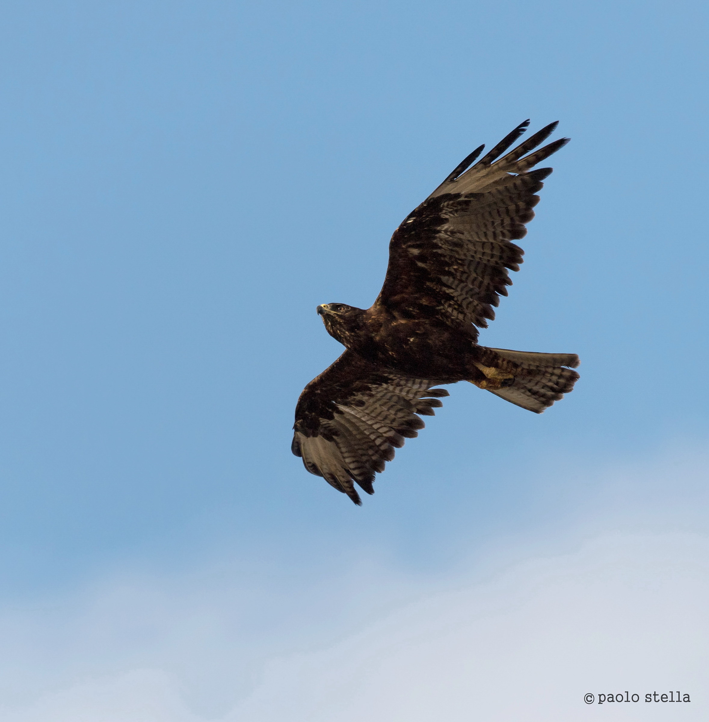 Galapagos hawk (Buteo galapagoensis)