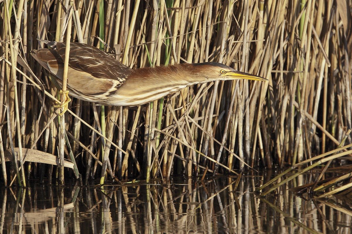 Bittern