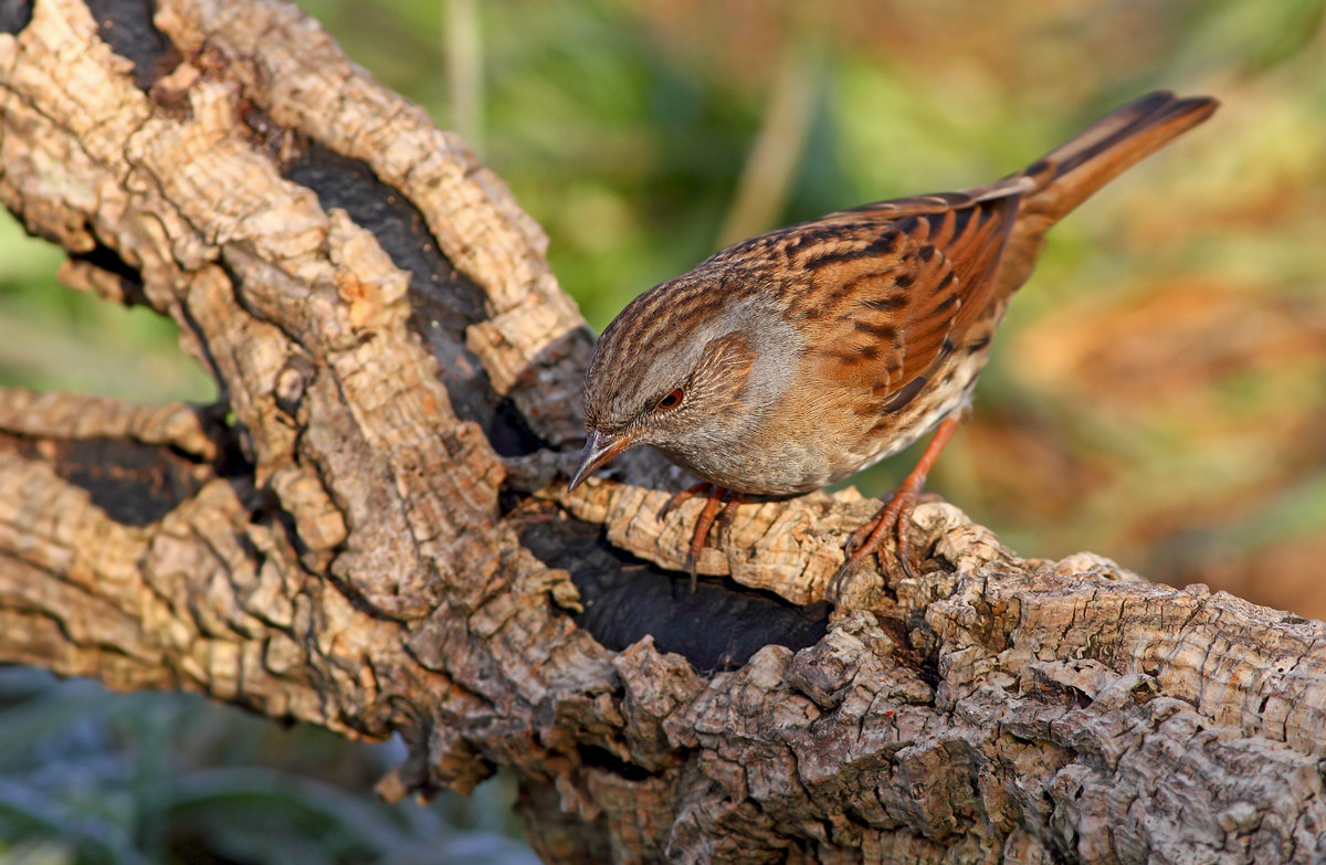 Dunnock