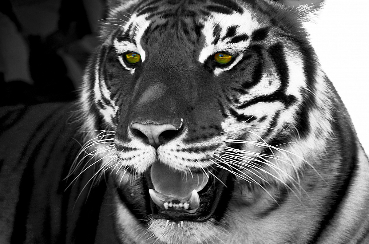 Tigre