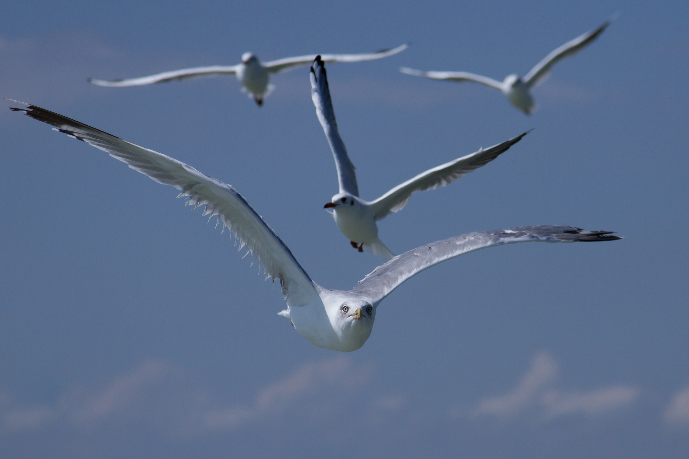 Gabbiani in formazione