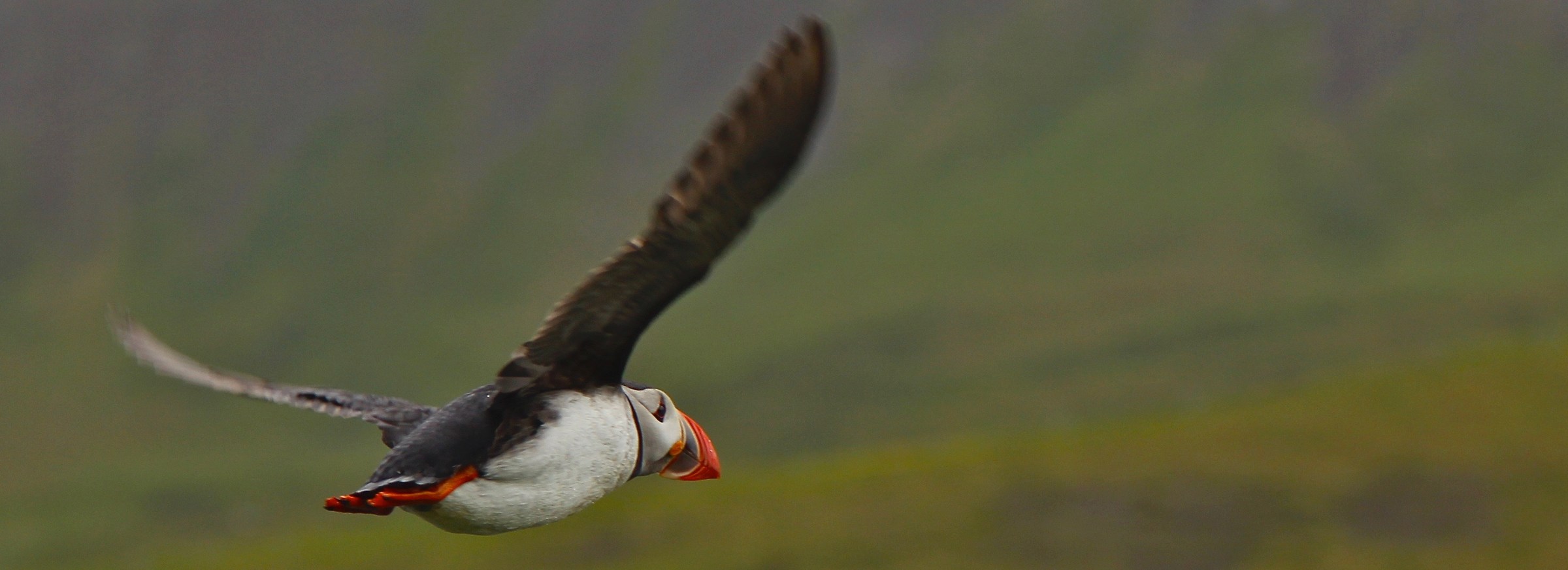Puffin