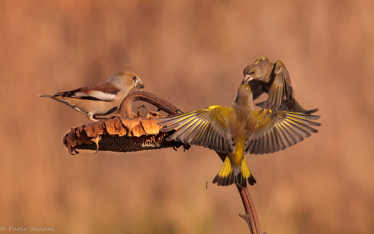 Between two litigants ...