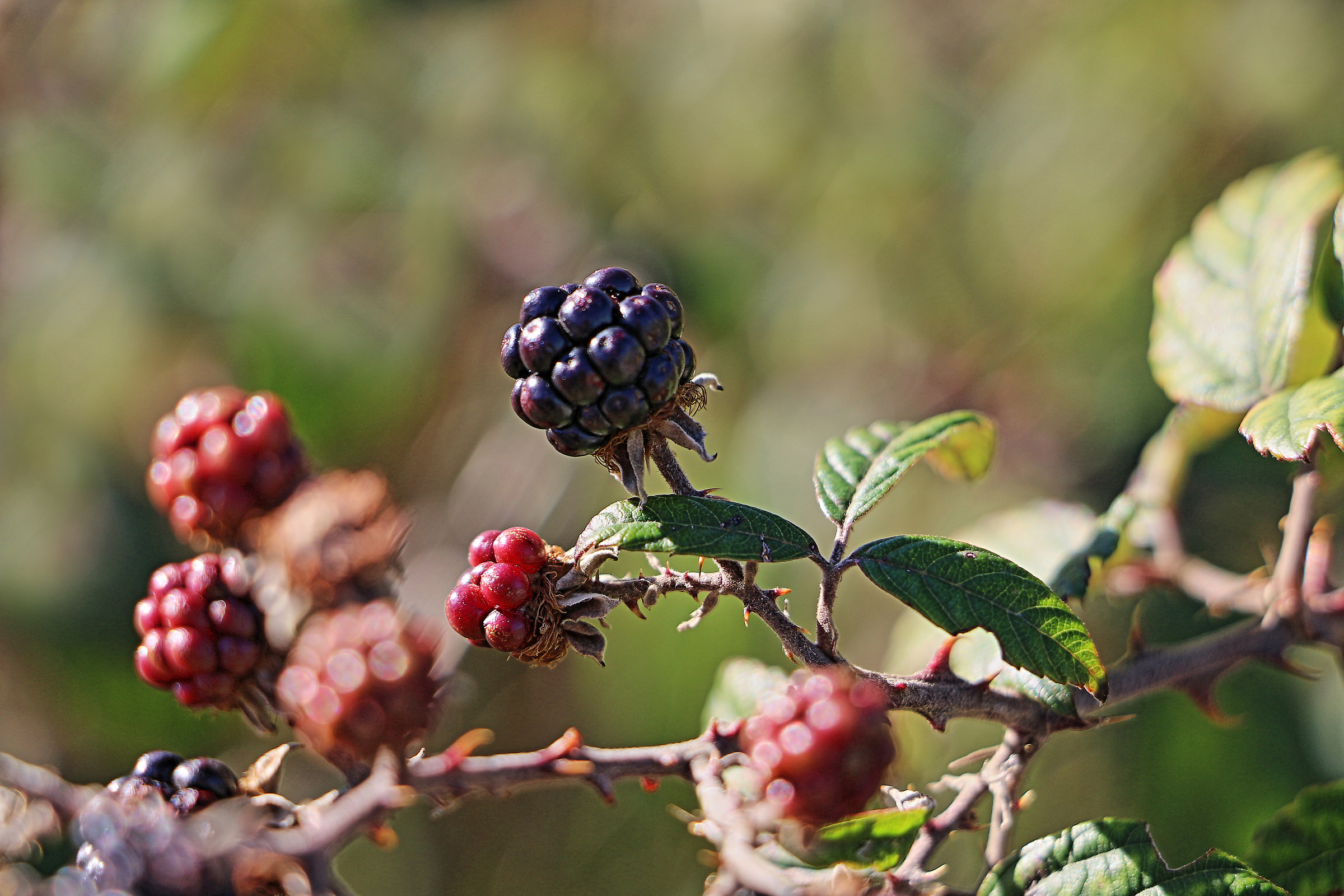 Blackberries winter