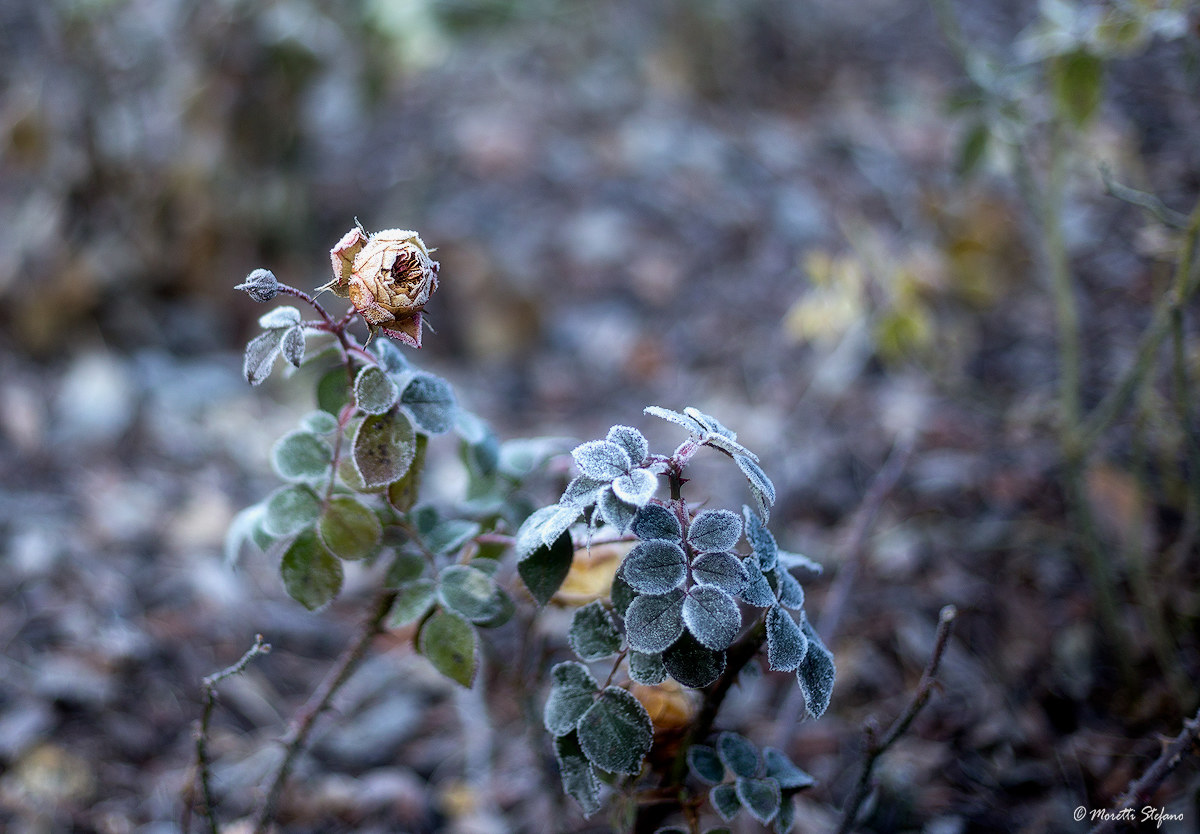 rosa invernale