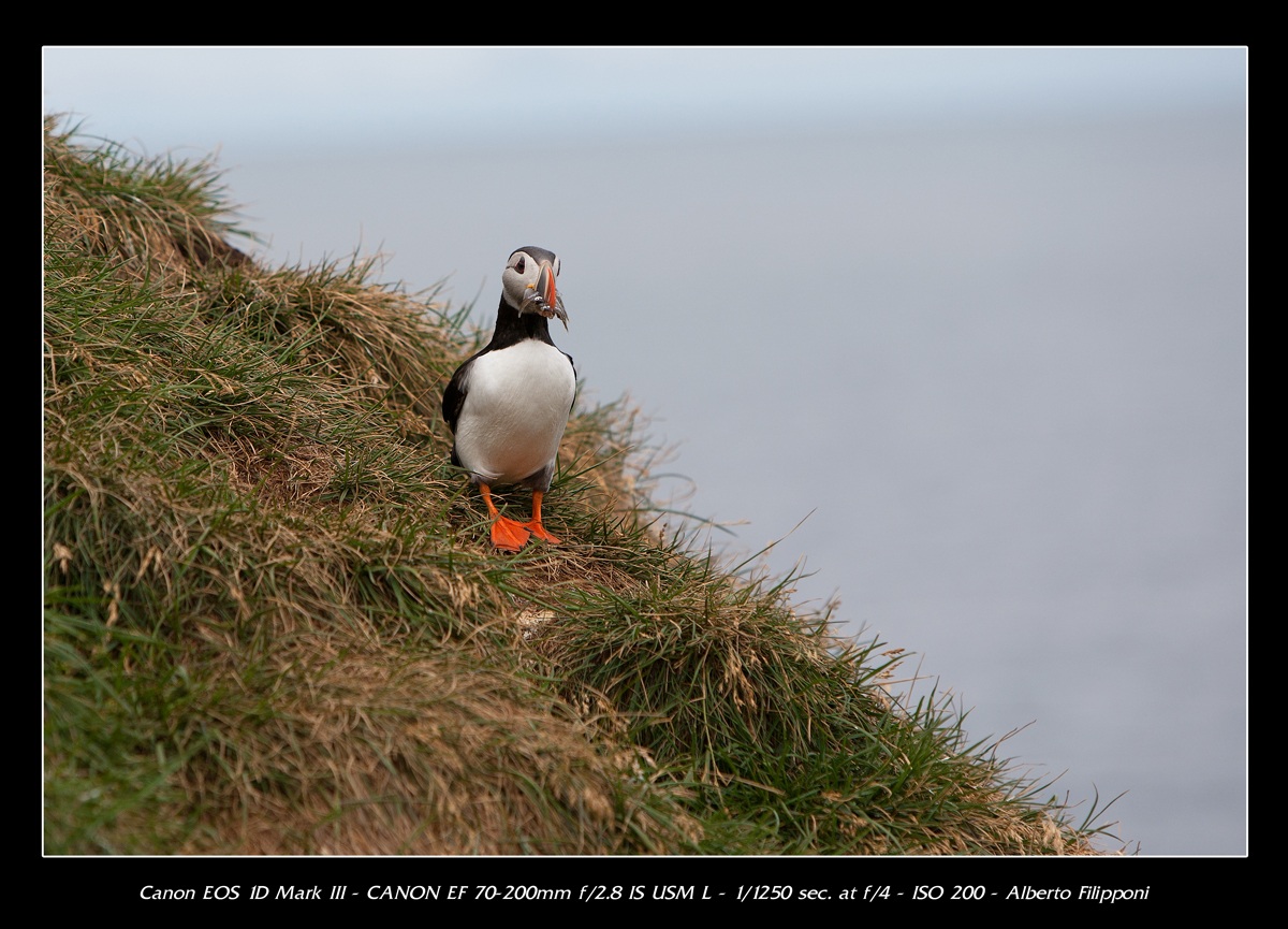 On the cliffs of the eastern fjords Iceland
