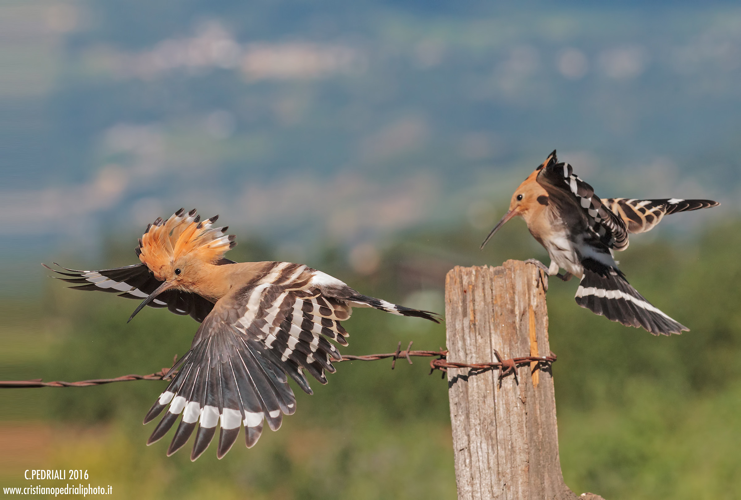 The attack and escape ...