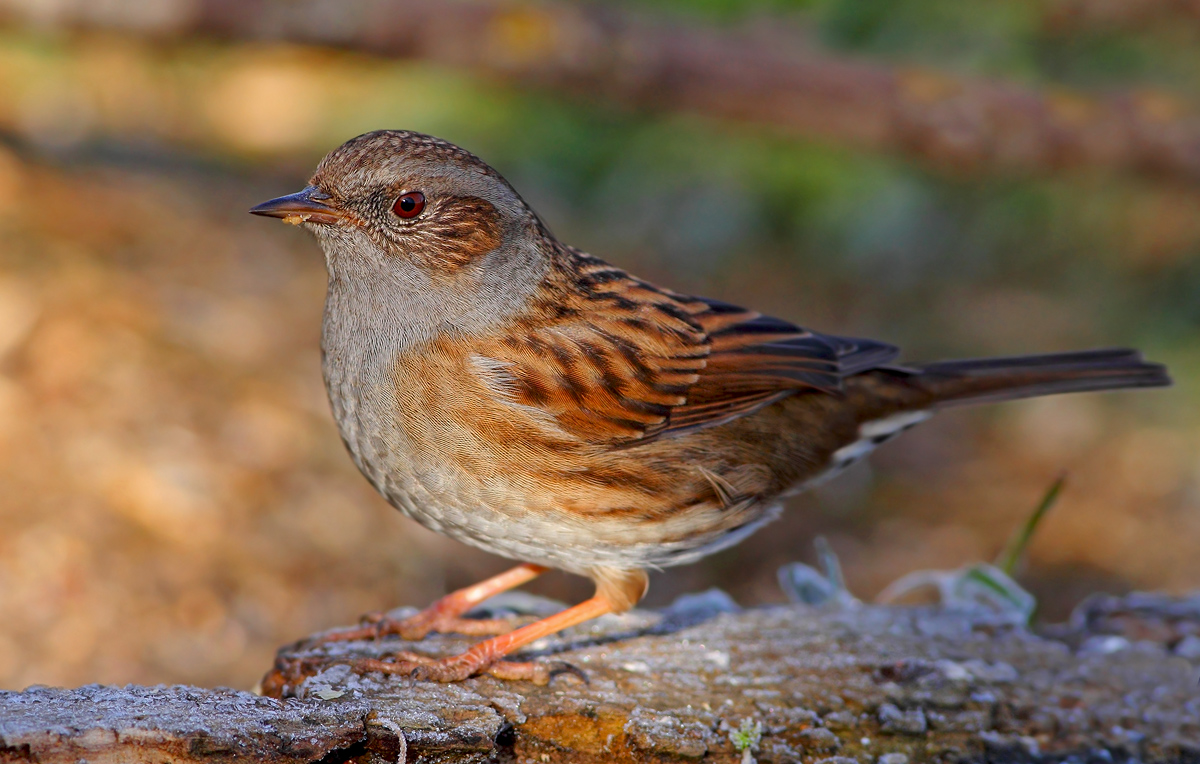 Dunnock