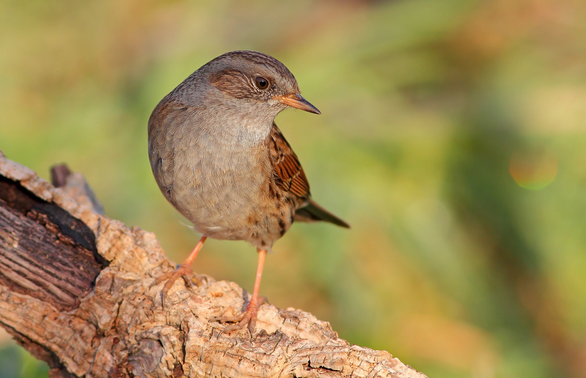 Dunnock