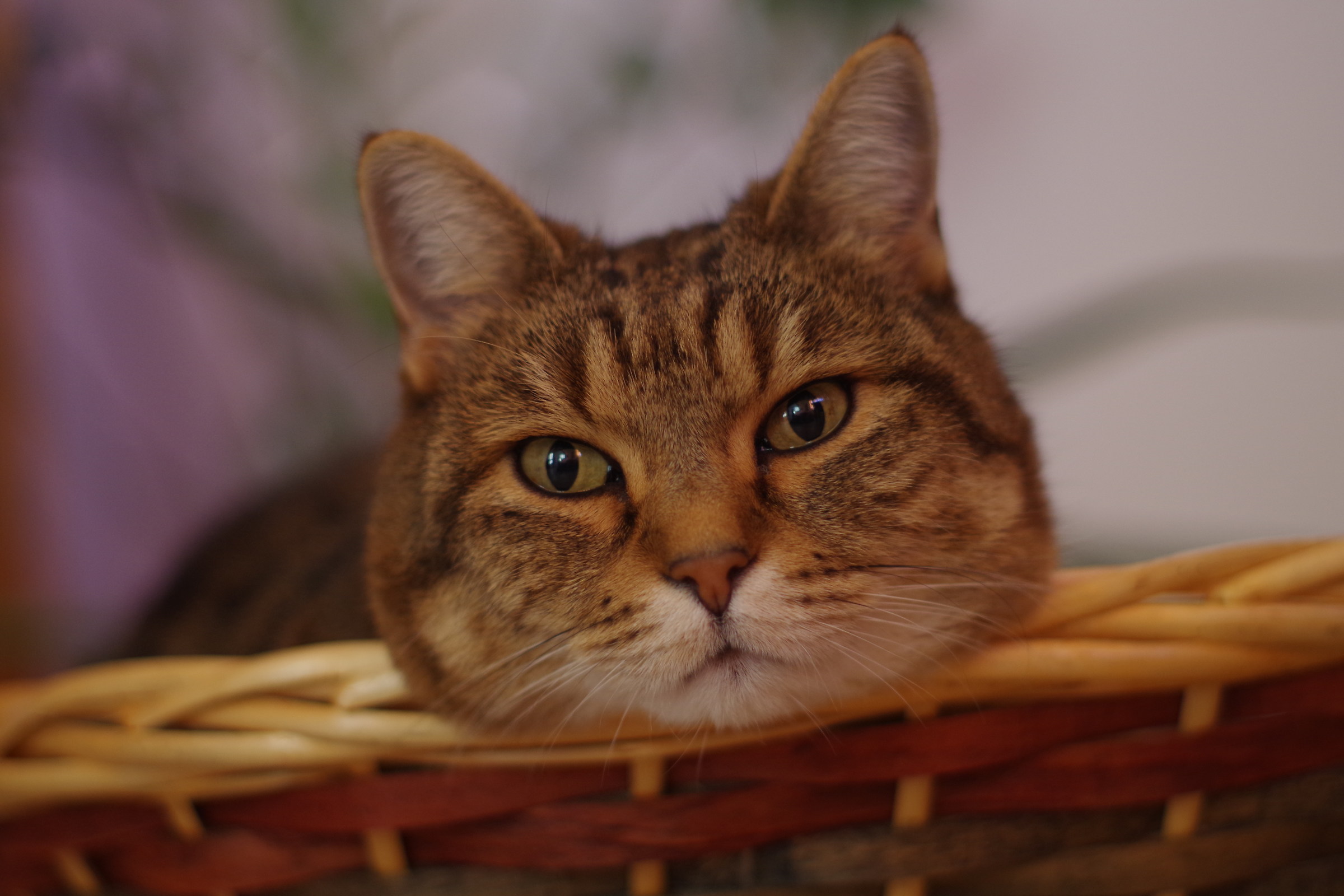 e' Natale o no ? ...almeno il cesto me lo prendo io...