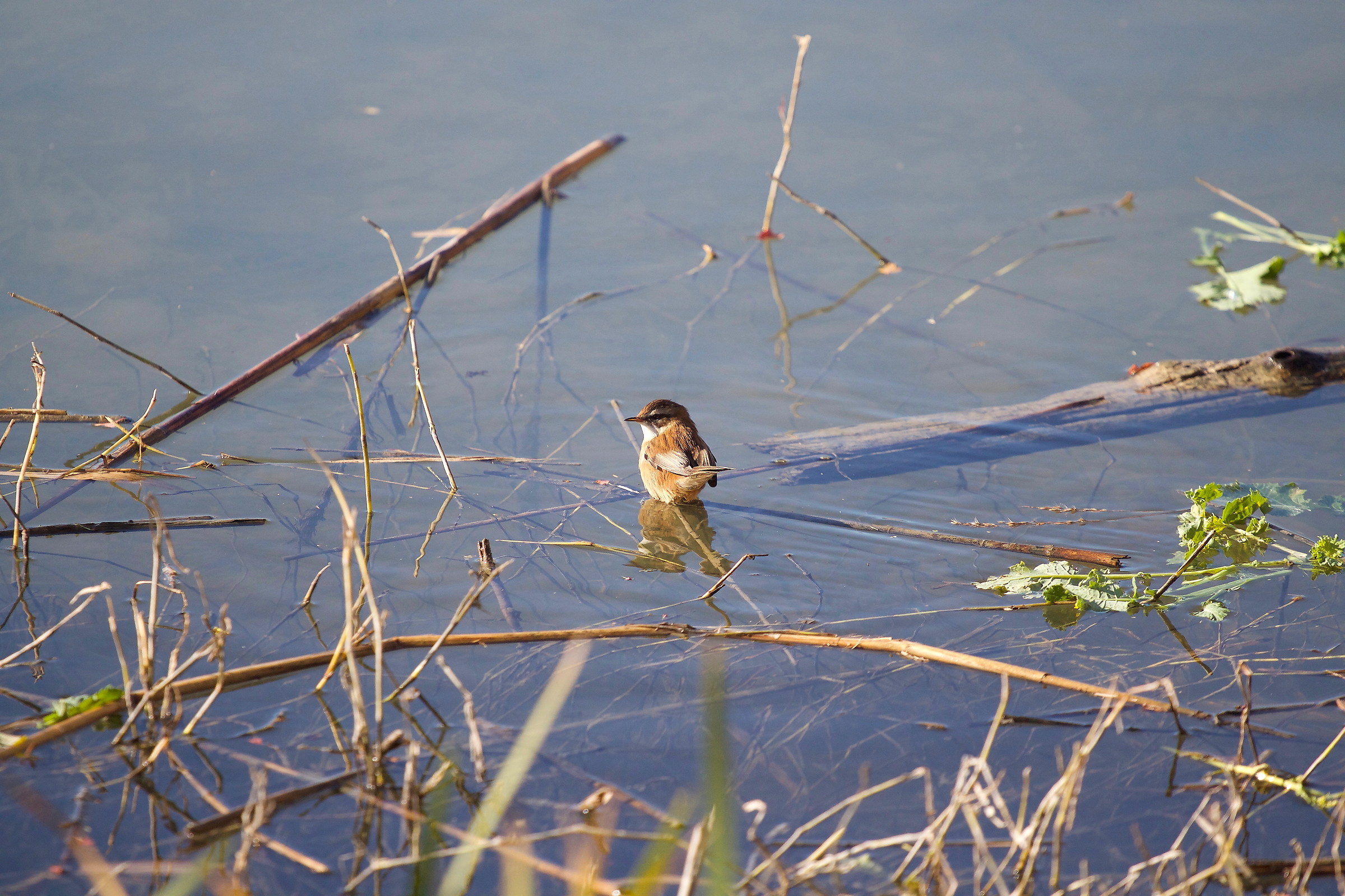 forapaglie castagnolo