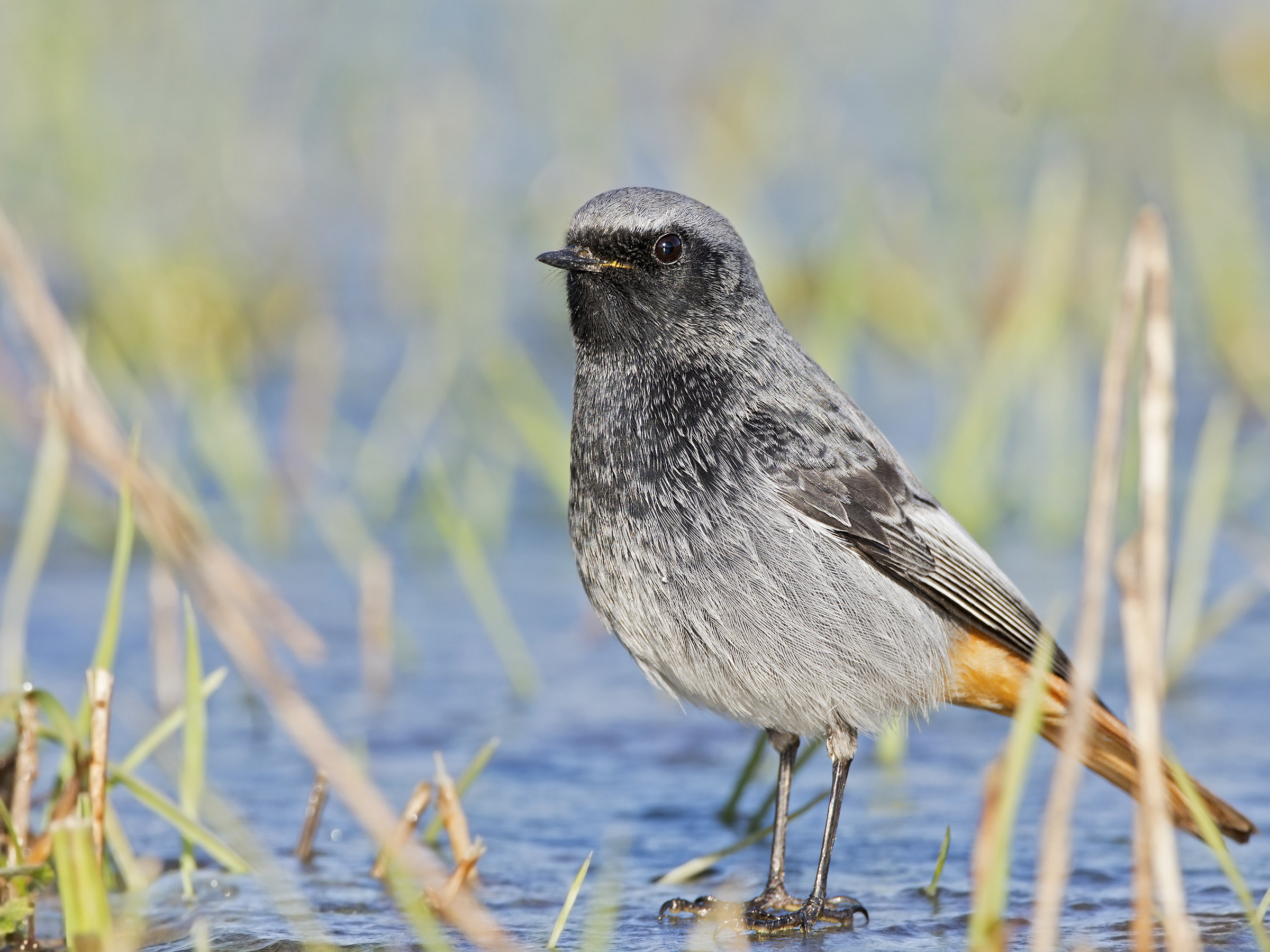 Redstart on ice