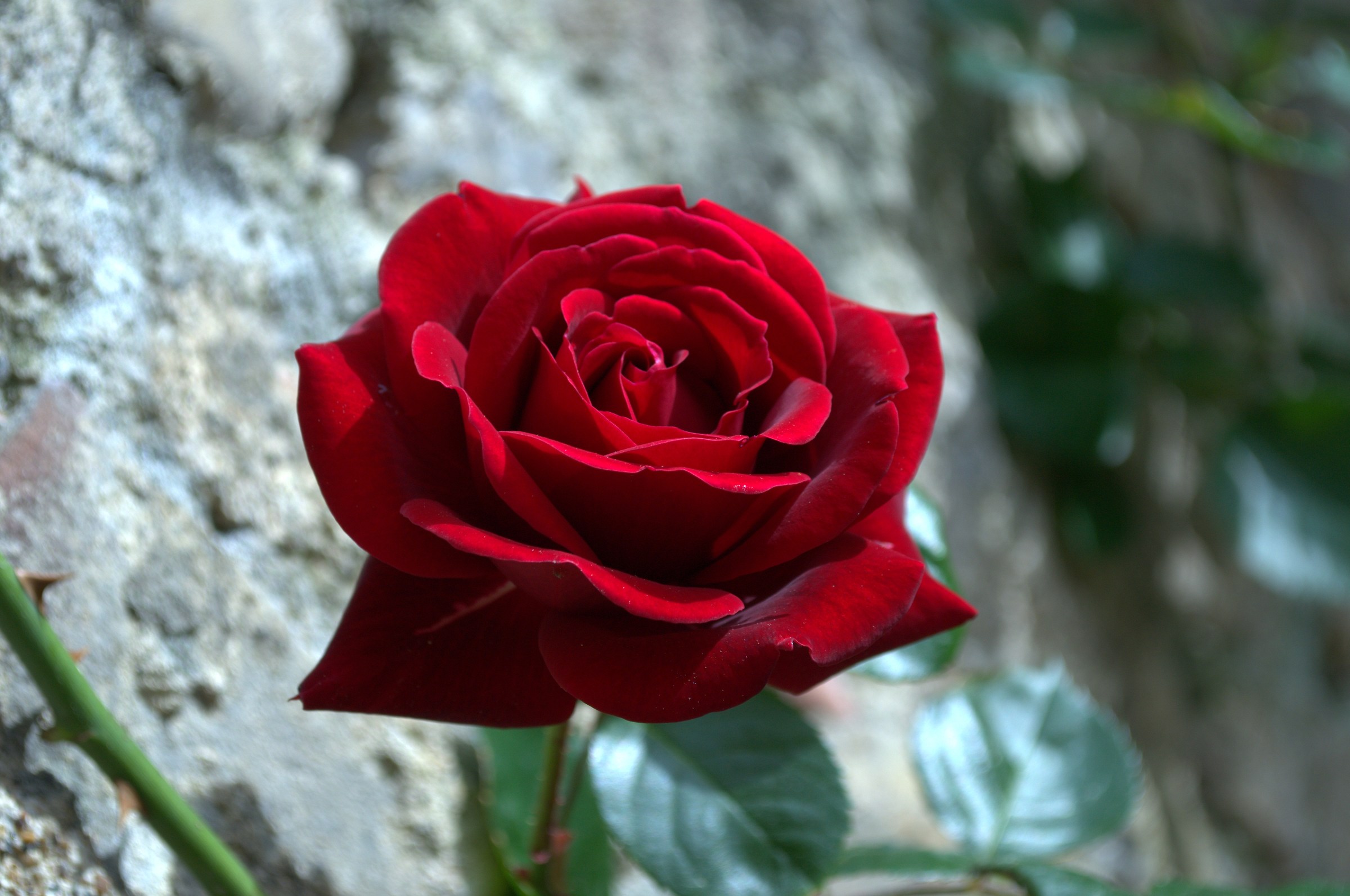Una rosa rossa