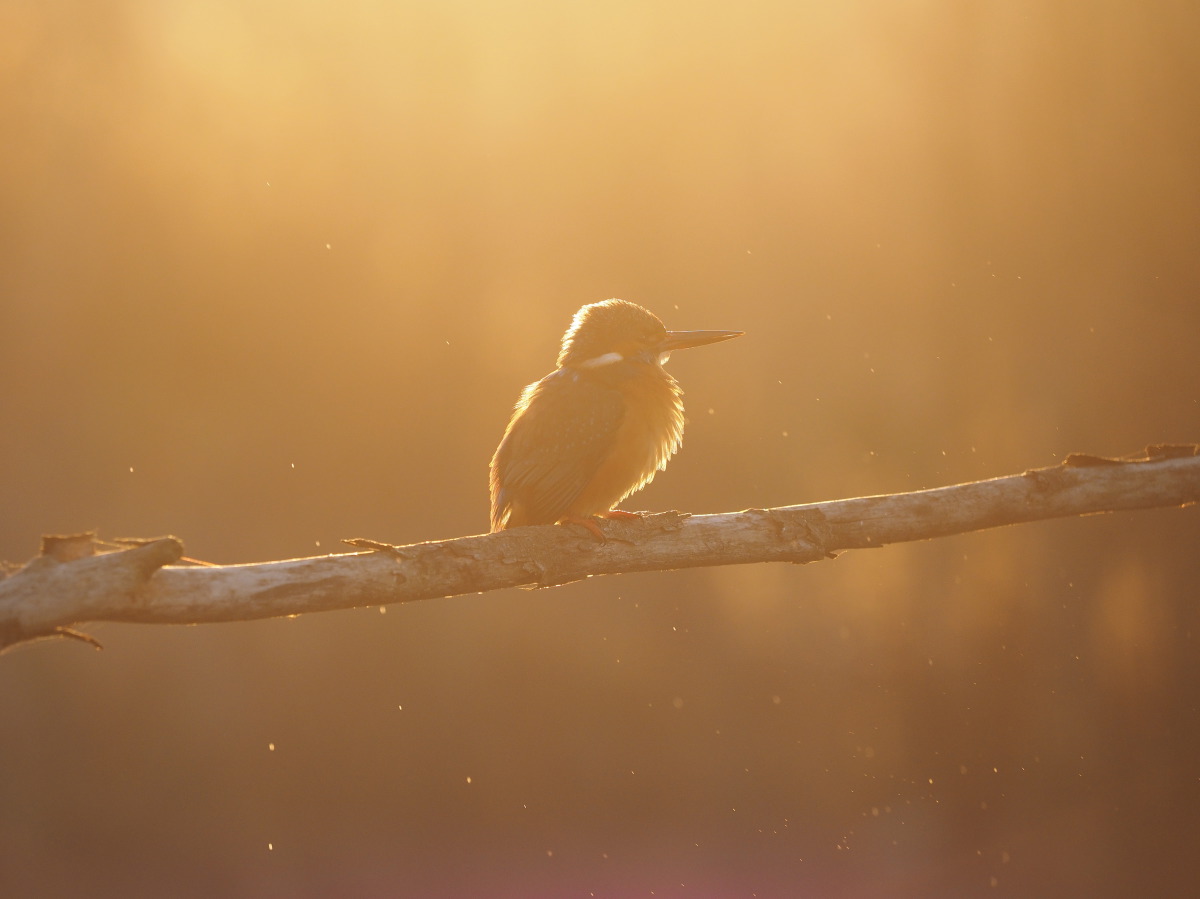 il tramonto del Martino