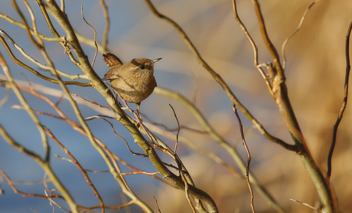 hidden among the branches