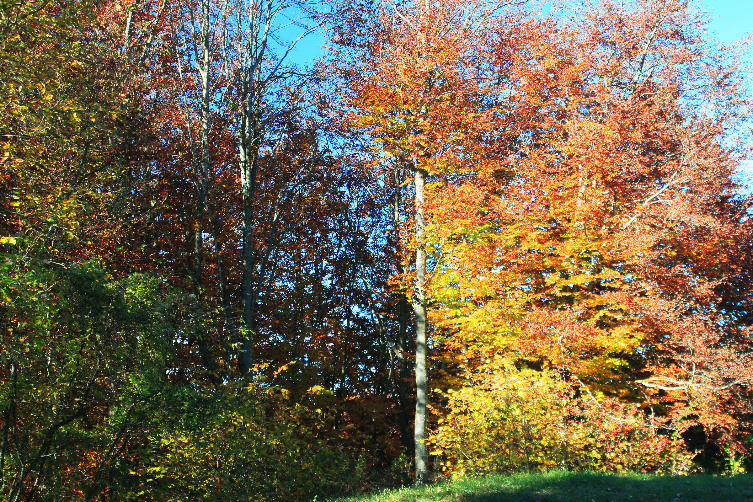 Limana - Colori autunnali