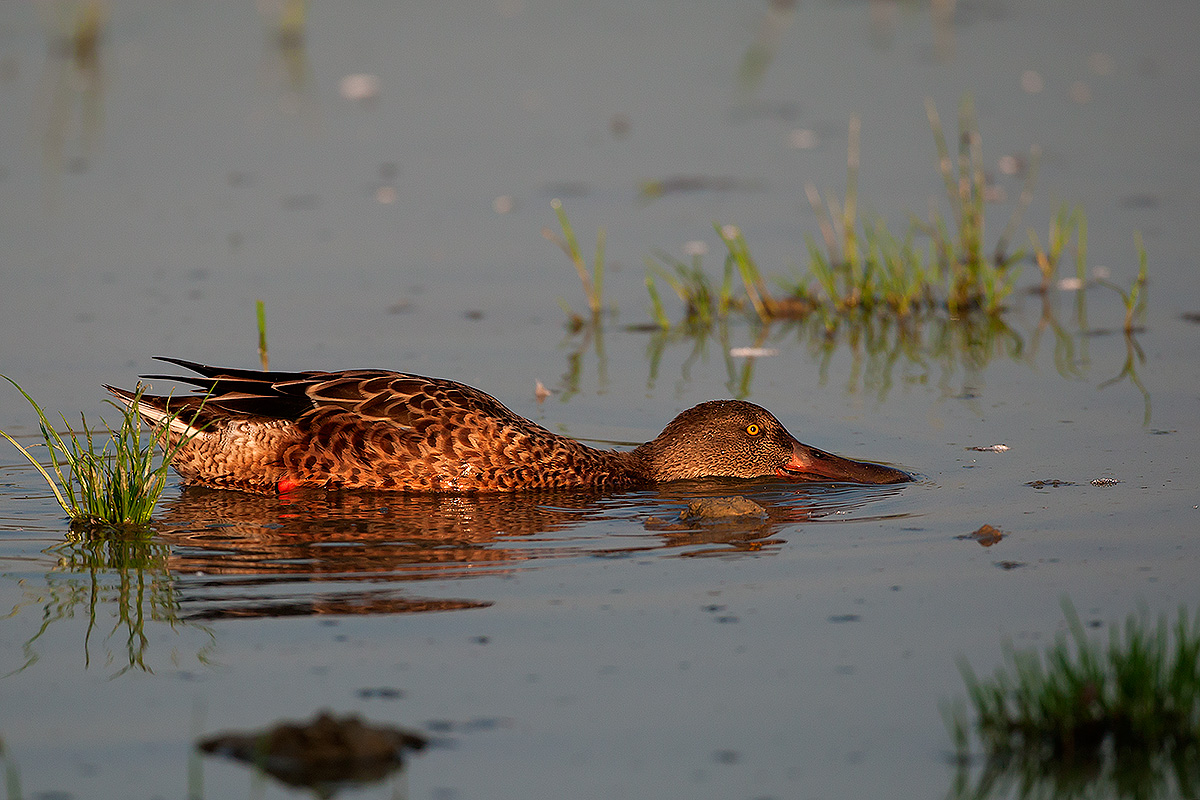 Shoveler in Eclipse