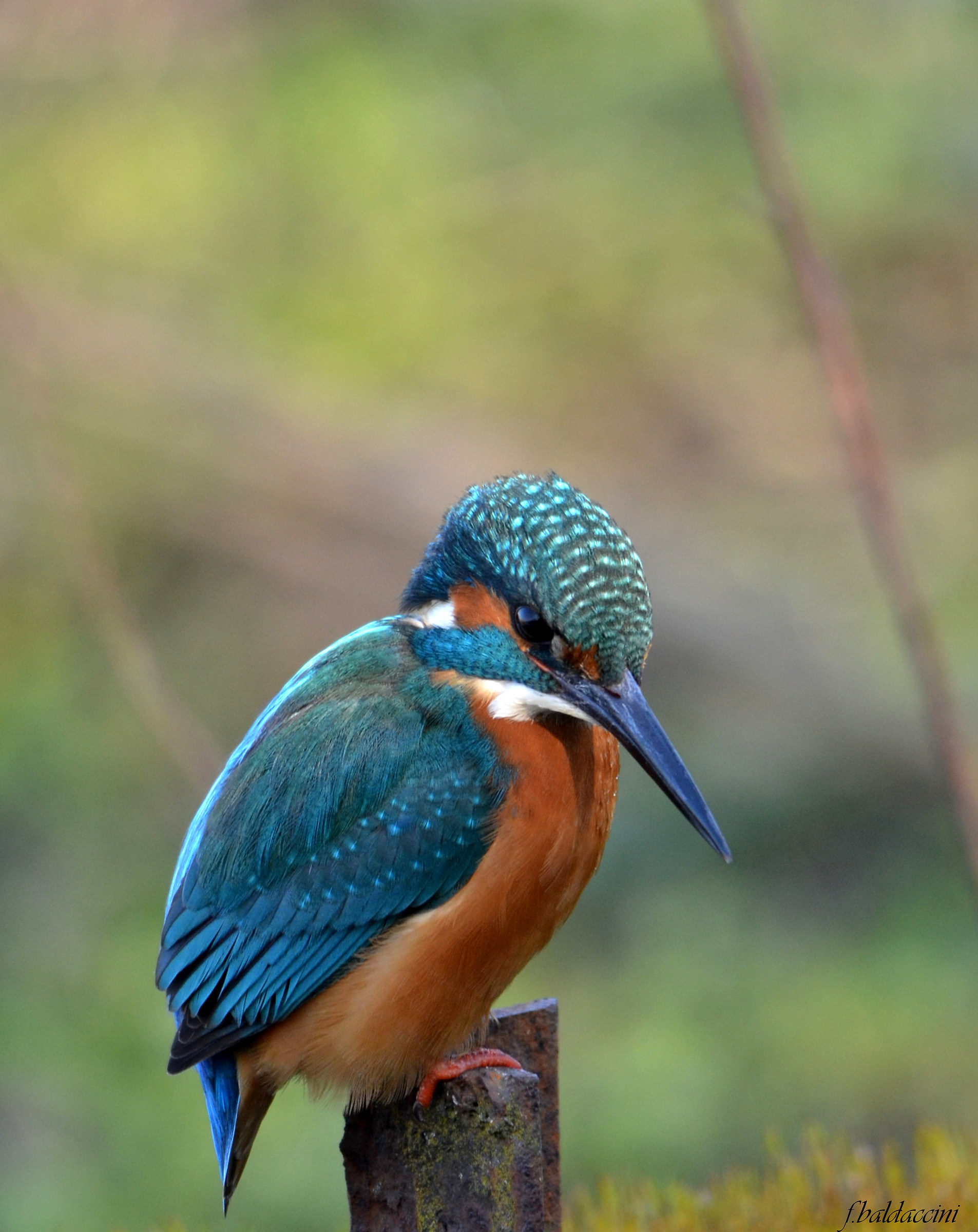 Kingfisher