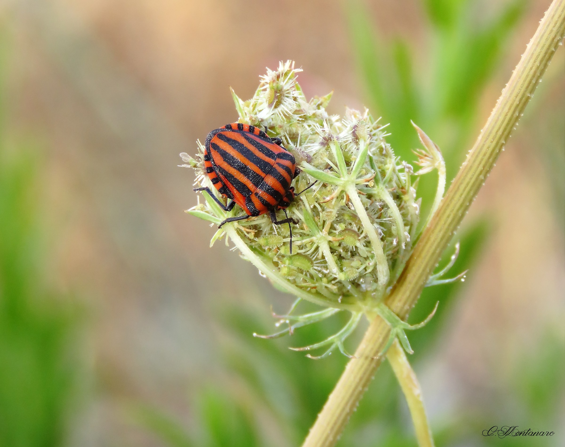 Graphosoma lineatum italicum (O. F. Müller 1776)