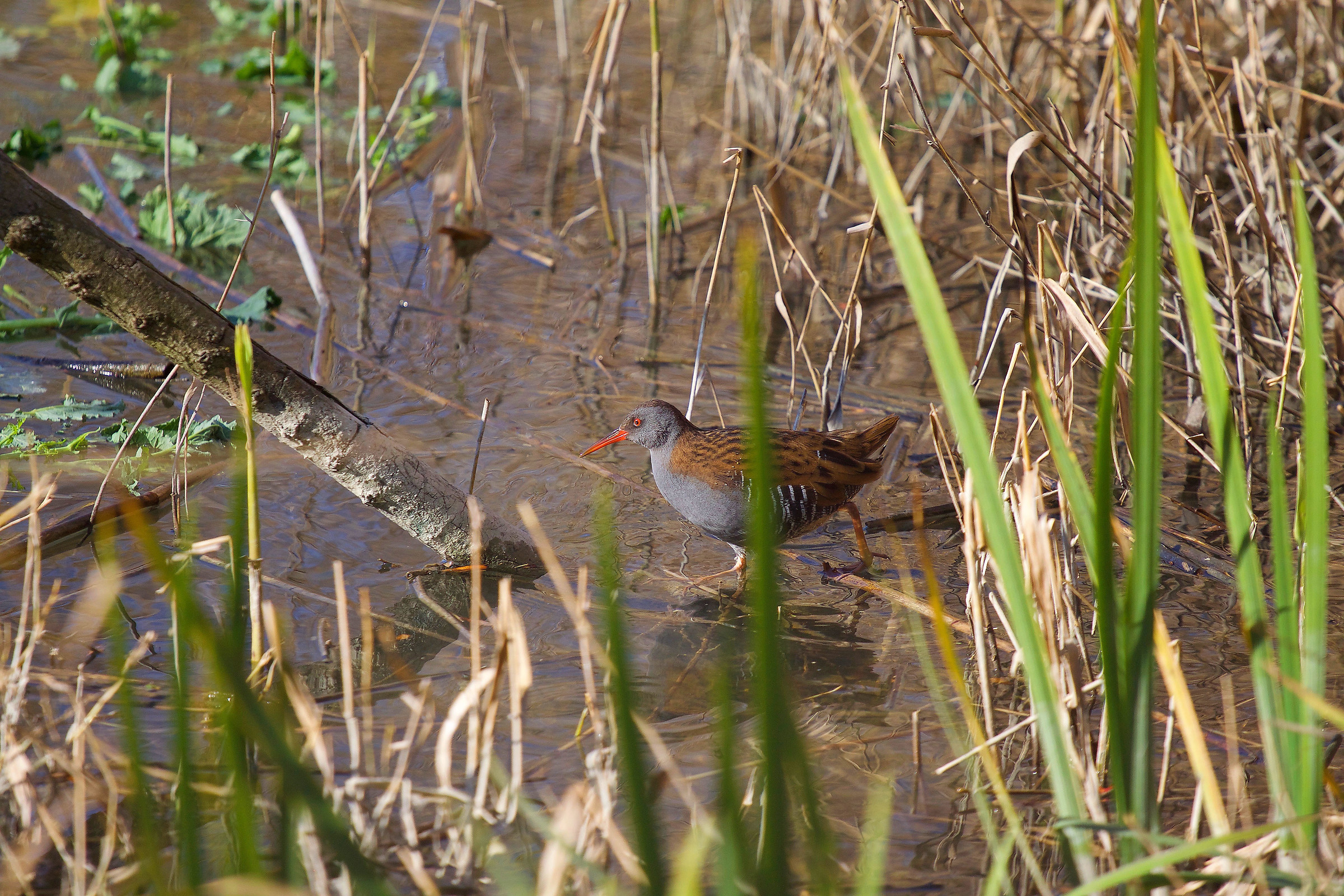 Water Rail