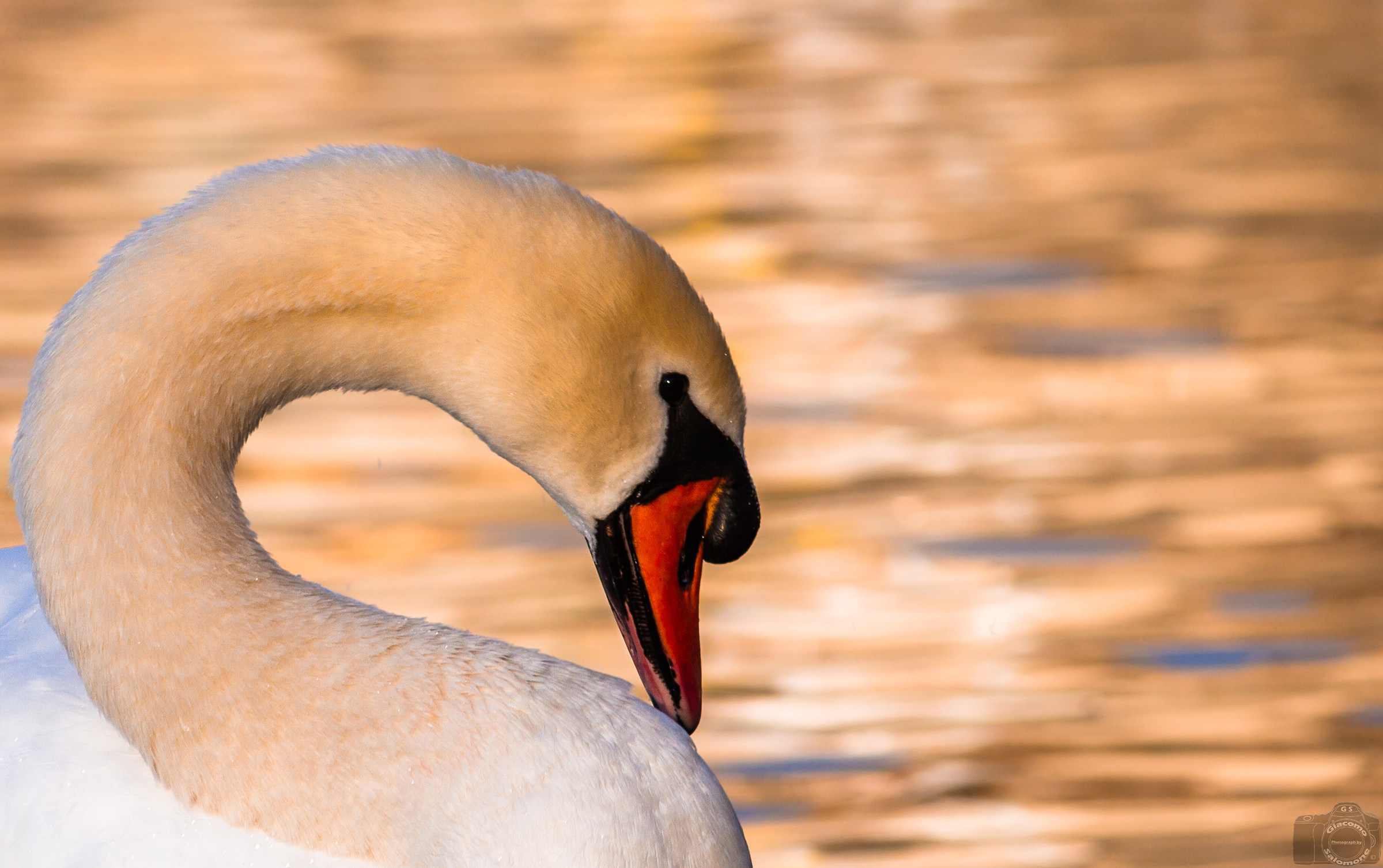Swan a little before sunset.