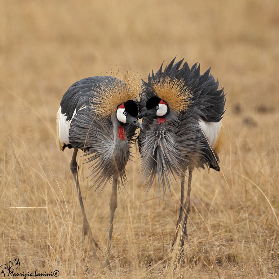 Gru coronate in corteggiamento