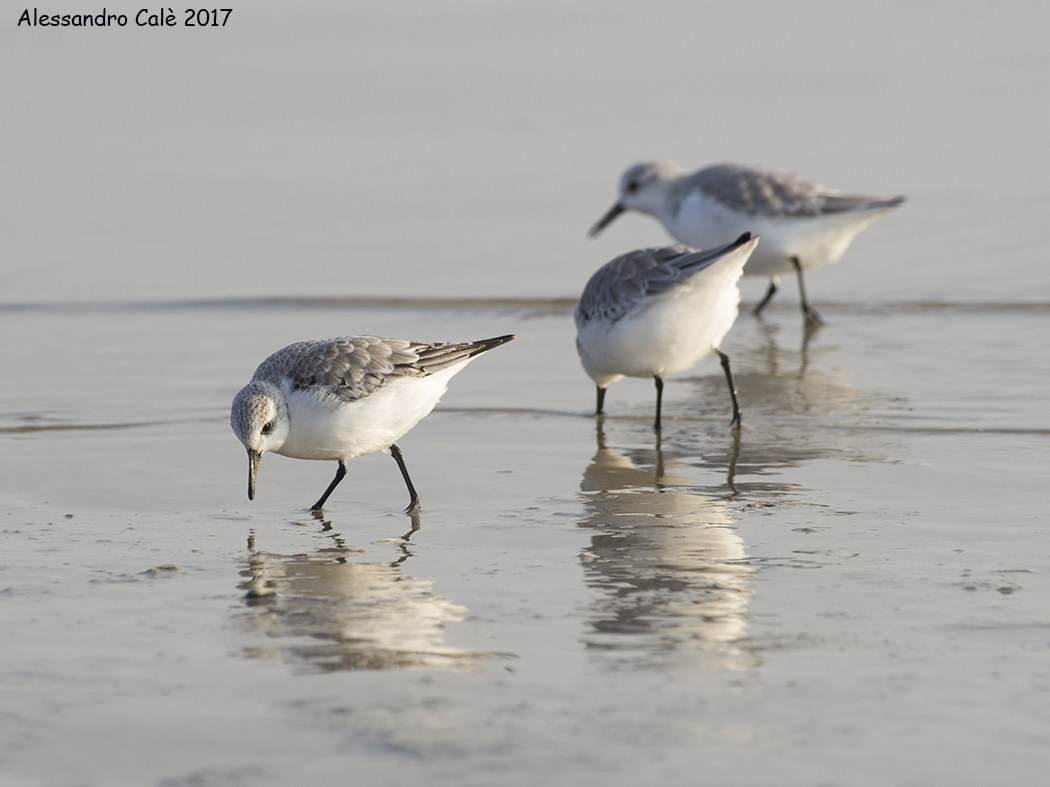 Calidris minuta (Little Stint) 0560