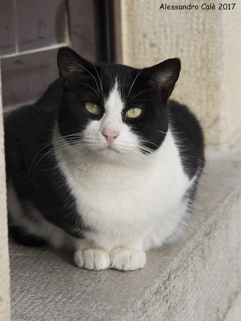 Il padrone di casa 0764