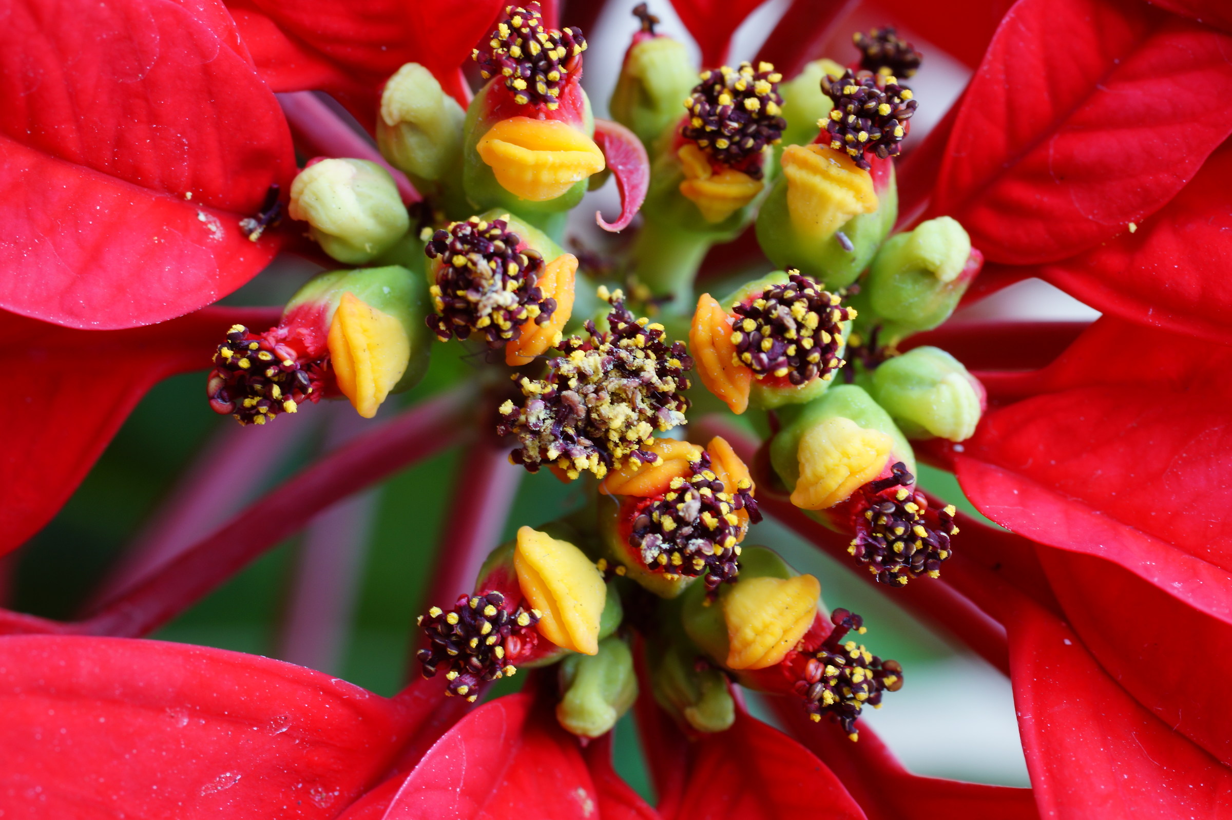 Euphorbia pulcherrima