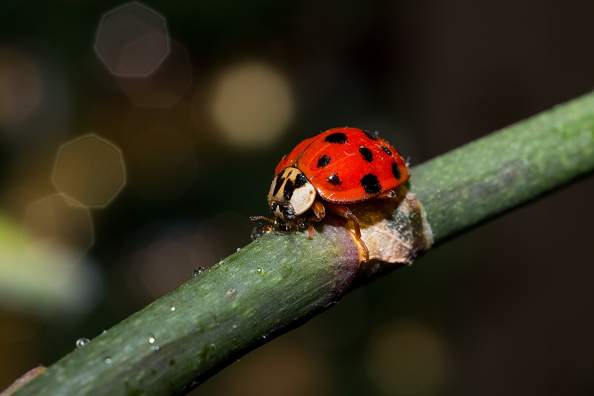 Coccinella a spasso sulle orchidee.