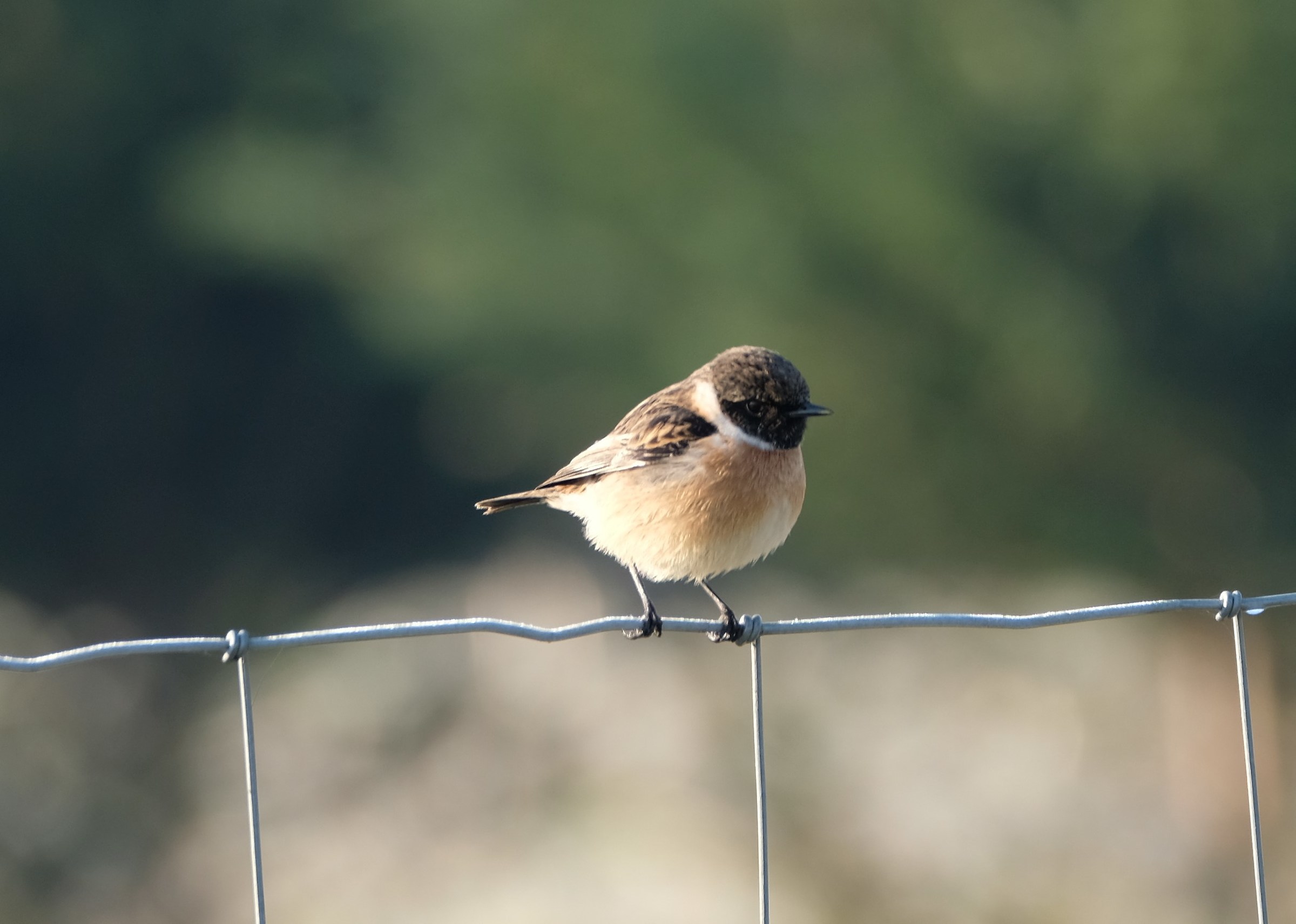 stonechat