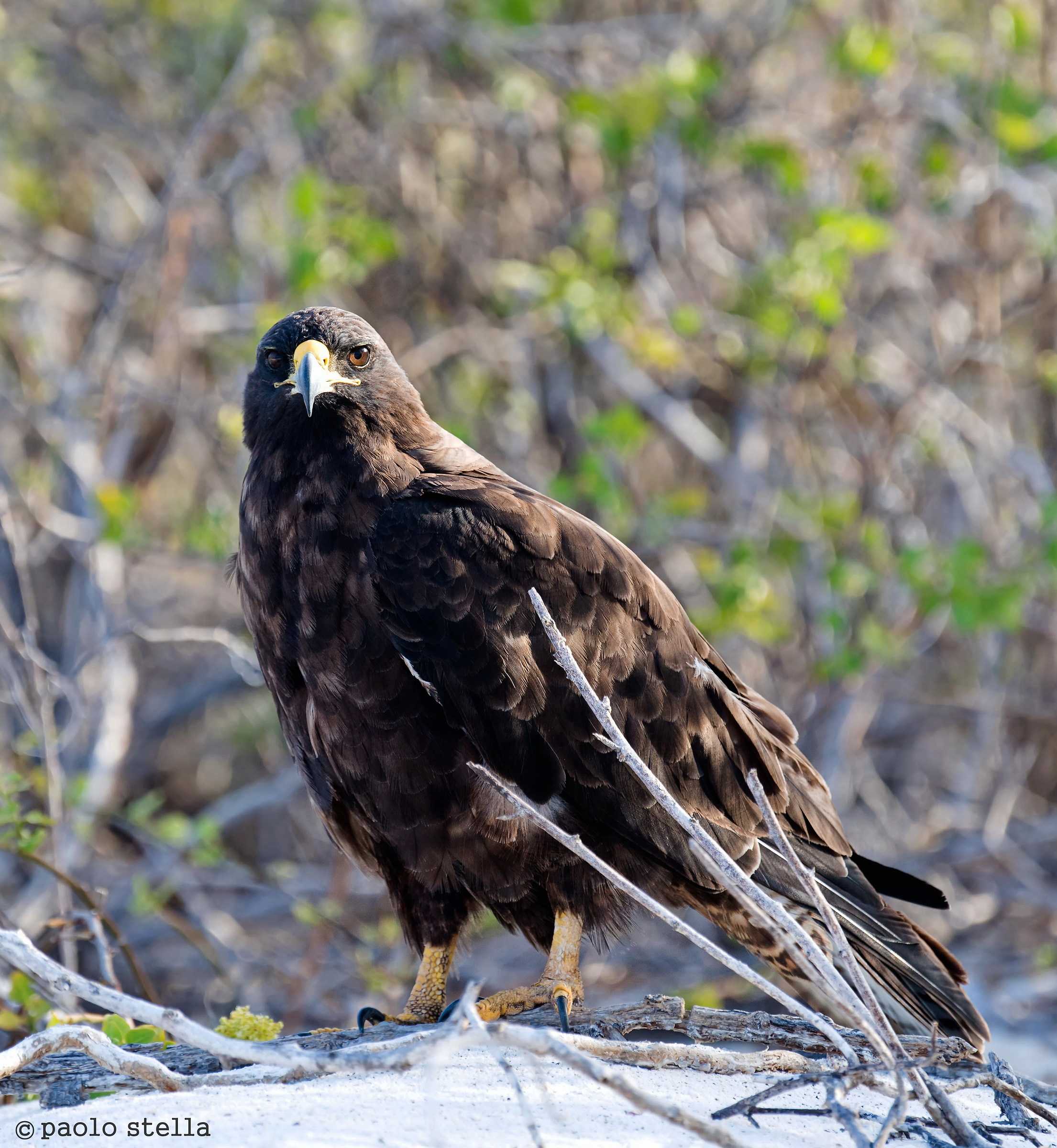 Galapagos hawk portrait