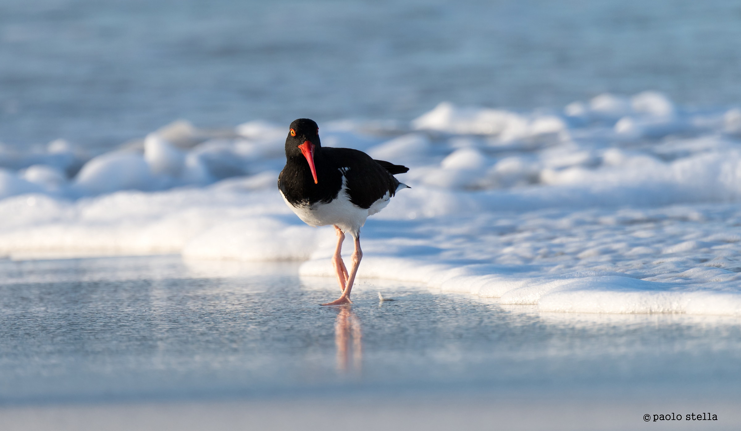 American oystercatcher (Haematopus palliatus)