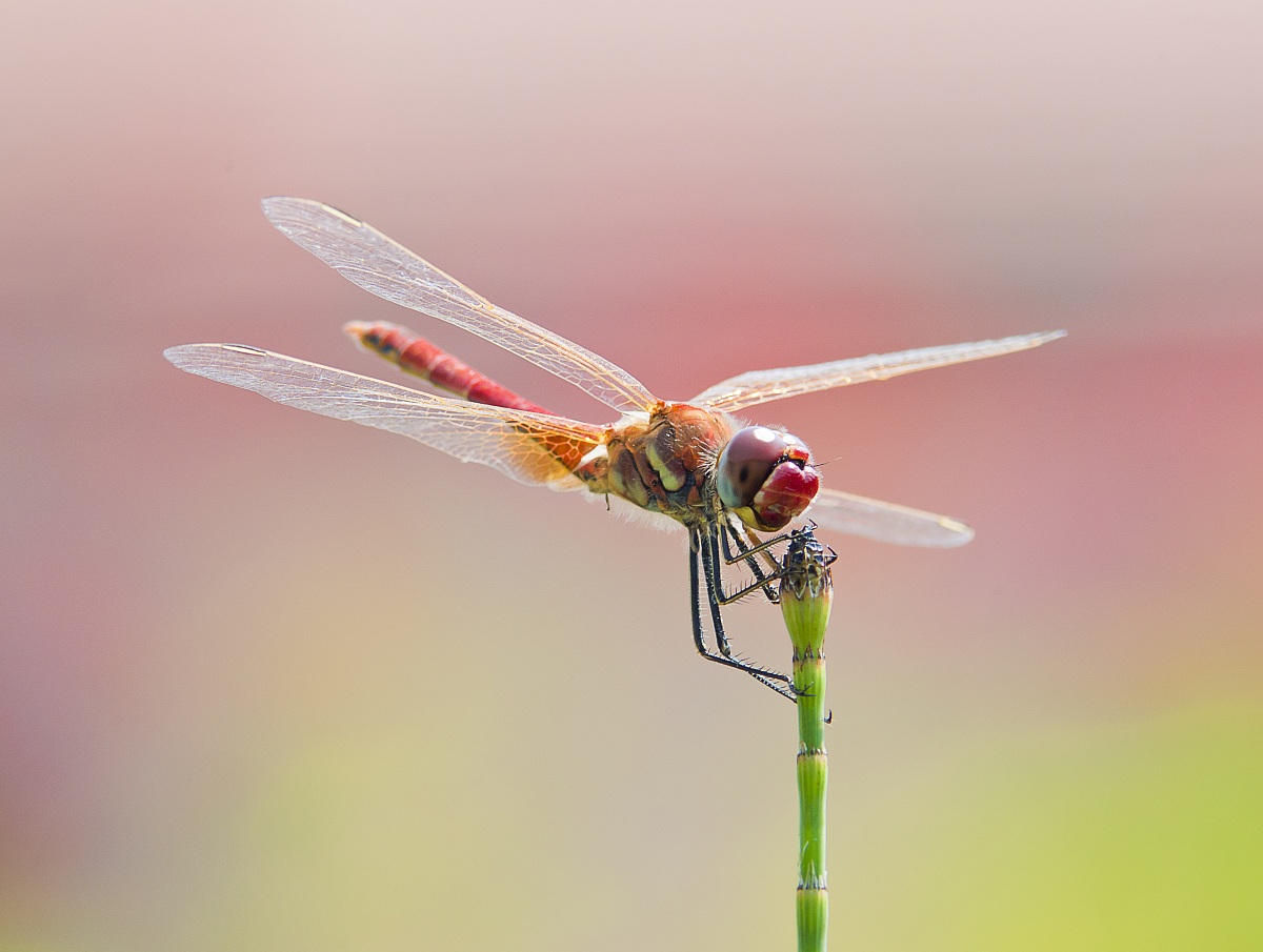 red dragonfly 2
