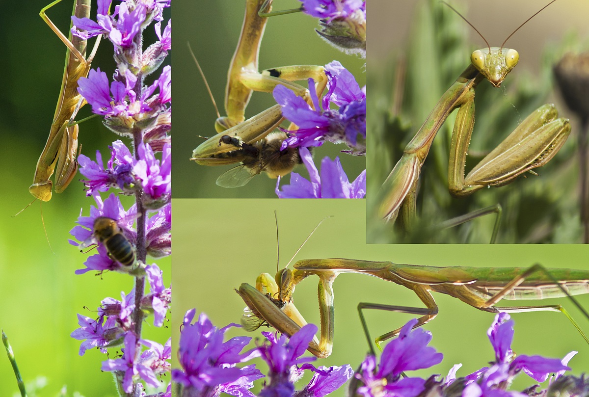 the history of the mantis