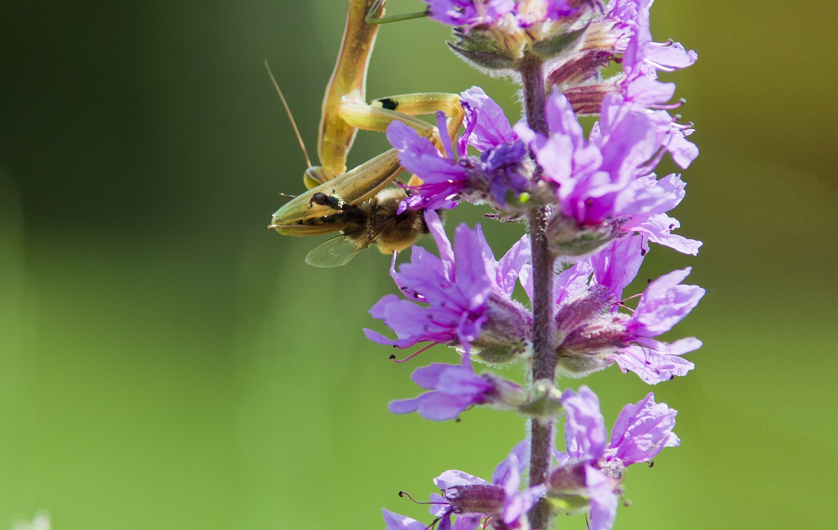 The mantis attacks 2