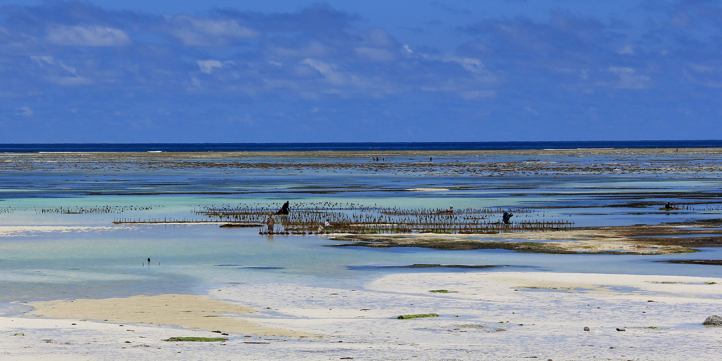 Panorama con le coltivatrici di alghe