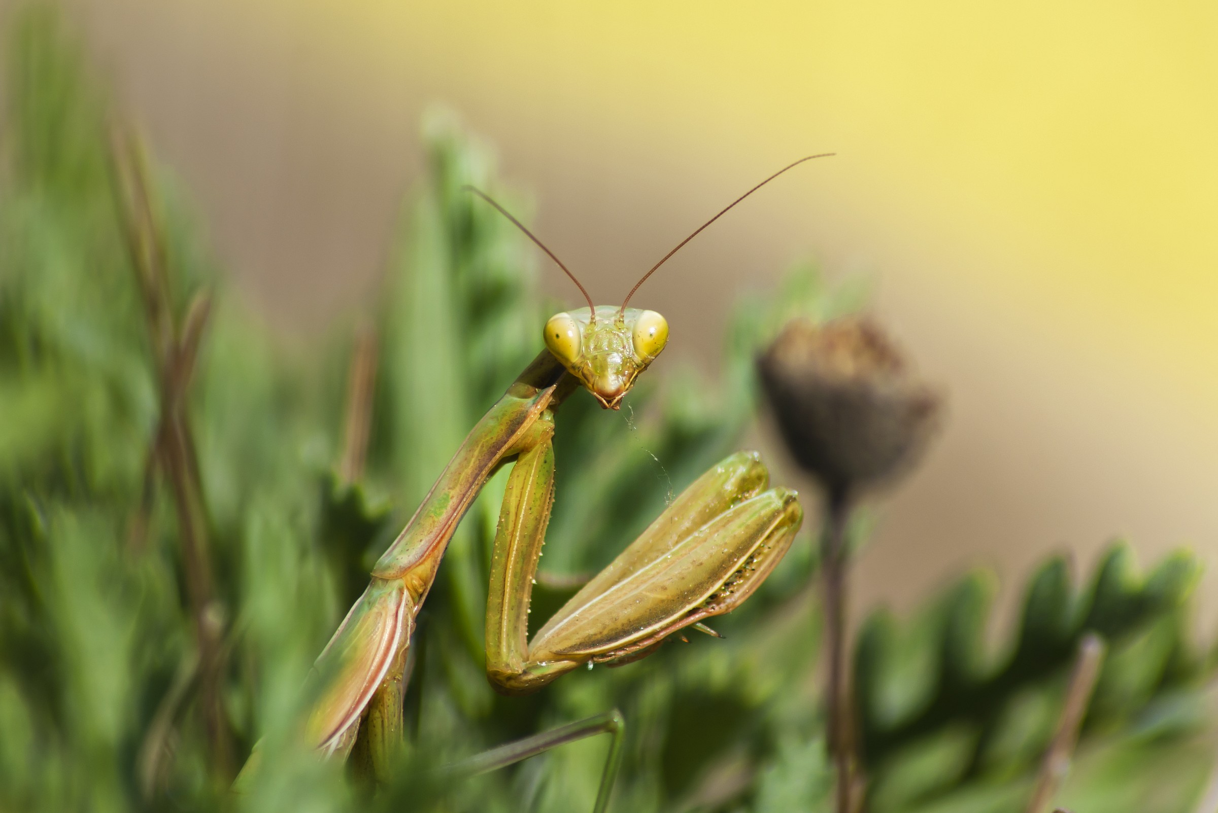 The mantis greets