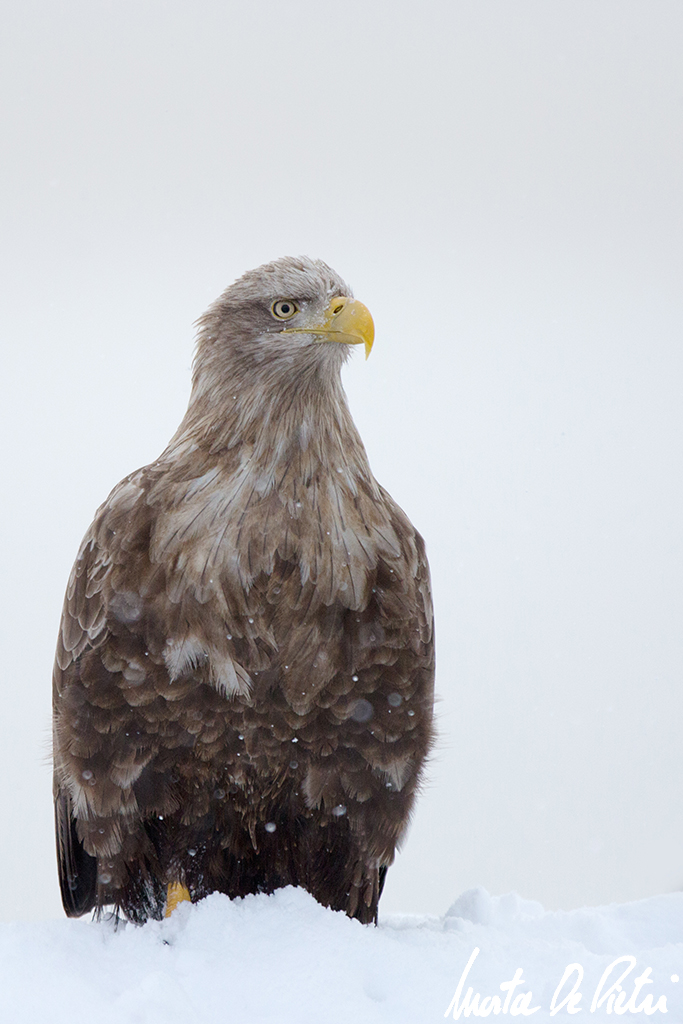 White Tailed Eagle