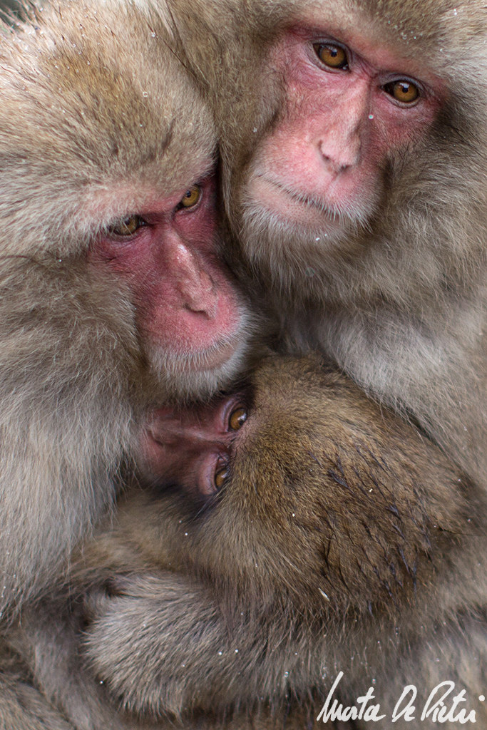 Snow Monkey Family