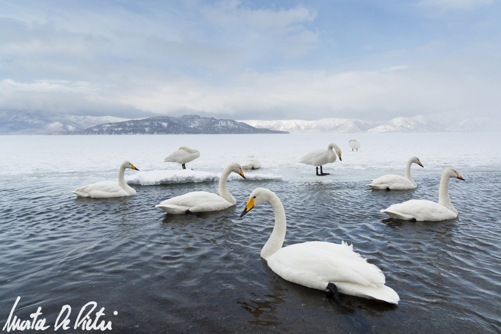 Lake Kussharo - Whooper Swan