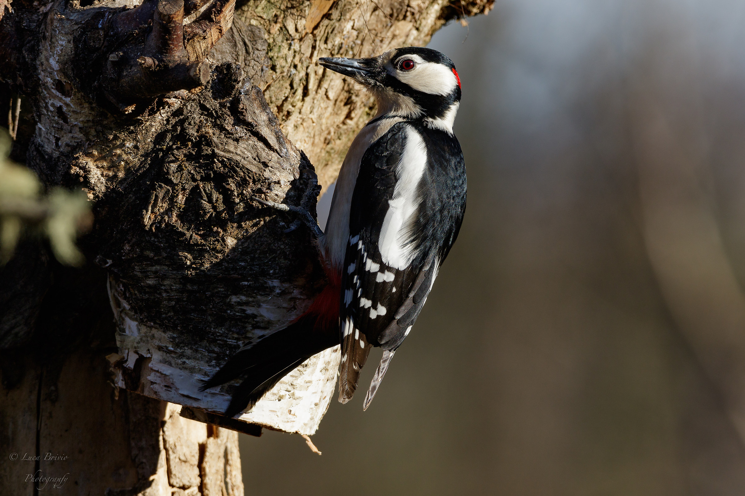 Picchio rosso Maggiore