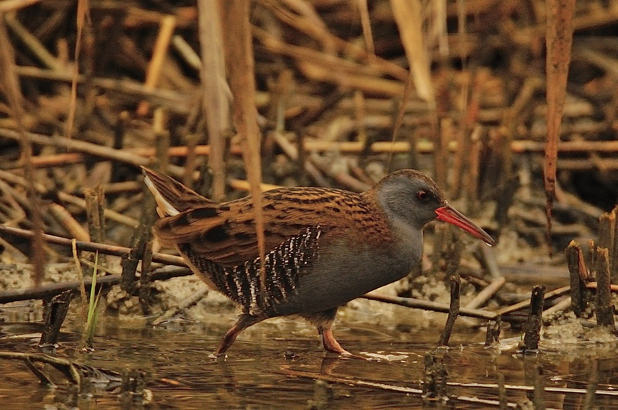 Water Rail