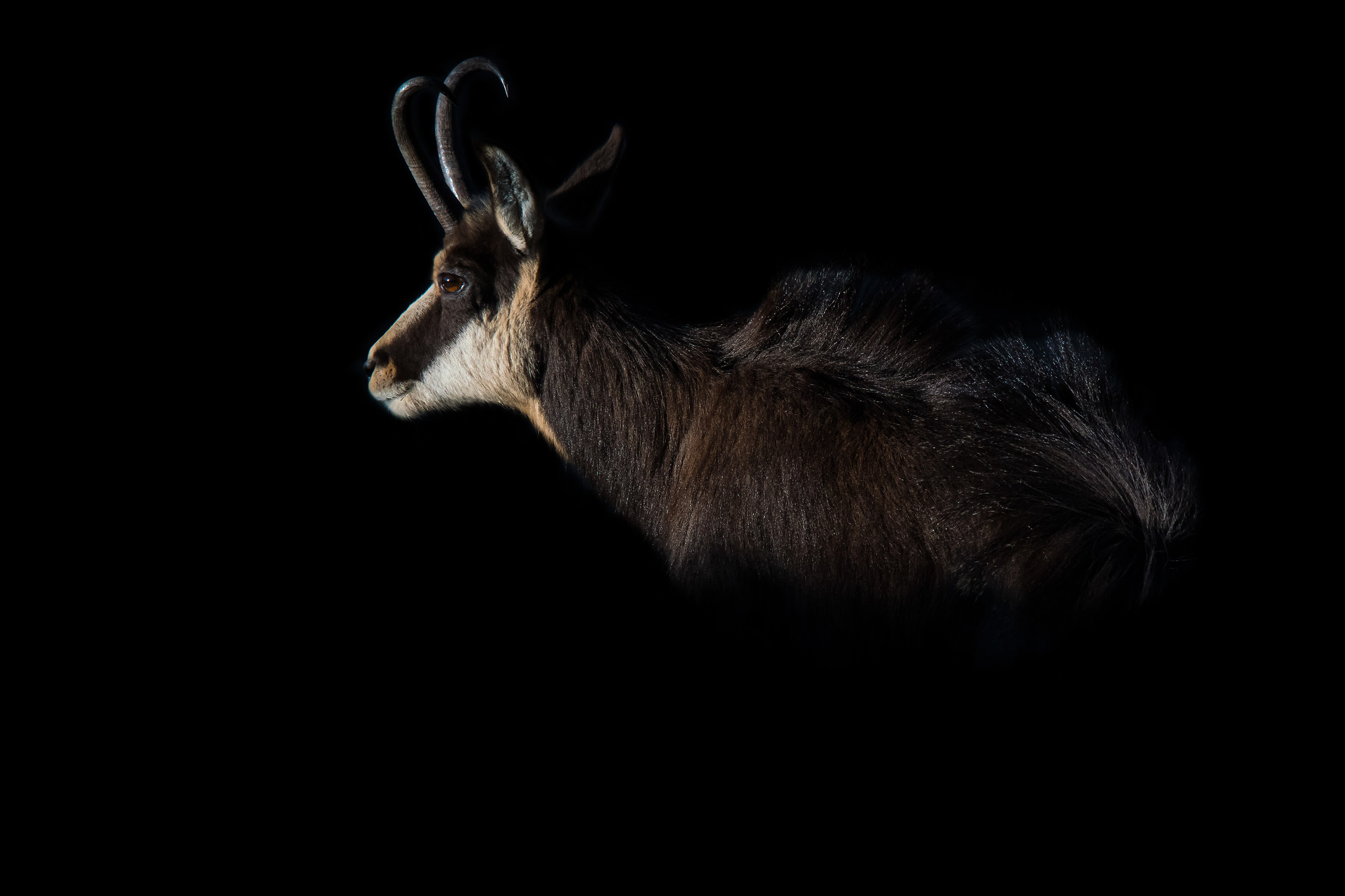 Chamois In the Darkness